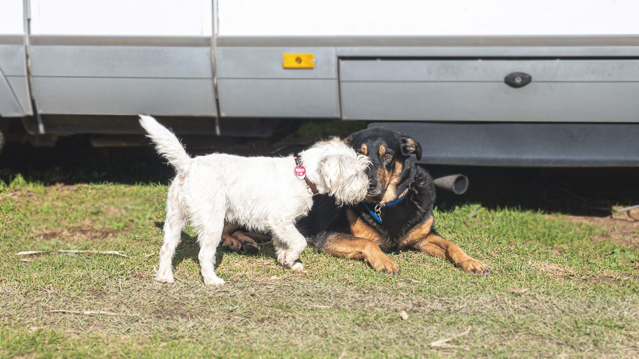 Dog-friendly campsites – what sets them apart and where you can find them