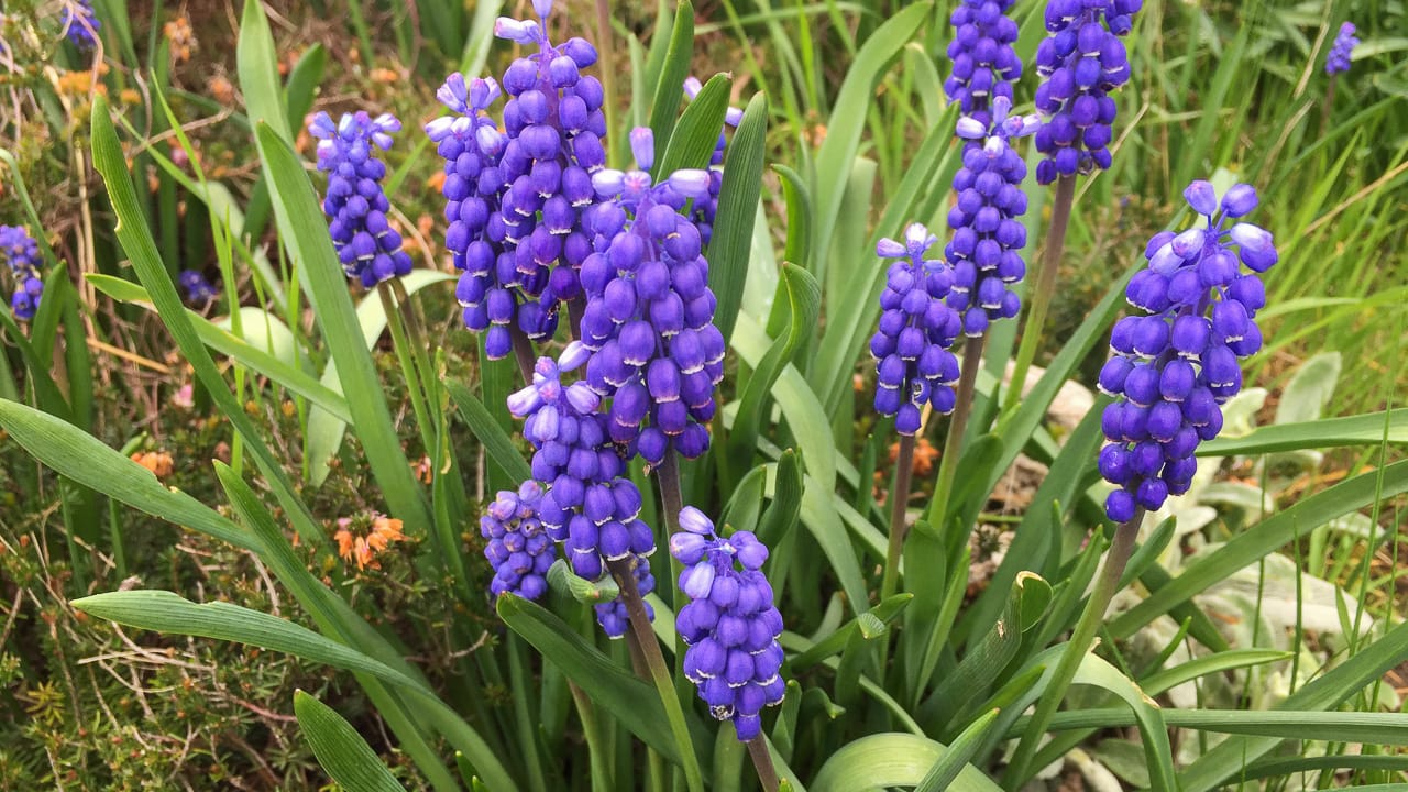 Identifying plants with children as an outdoor game