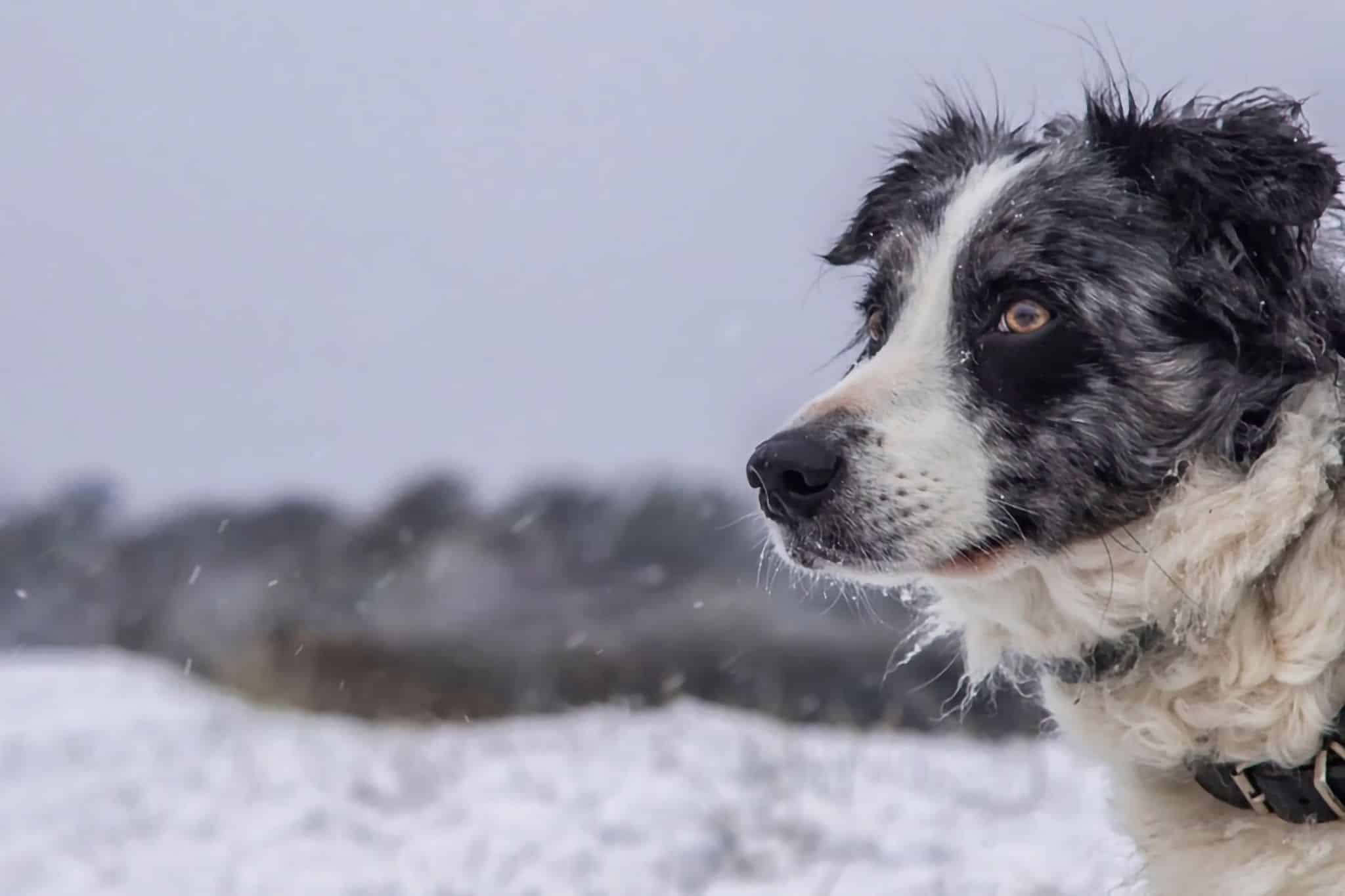 Winter camping with a dog: tips, equipment and destinations for camping in the snow