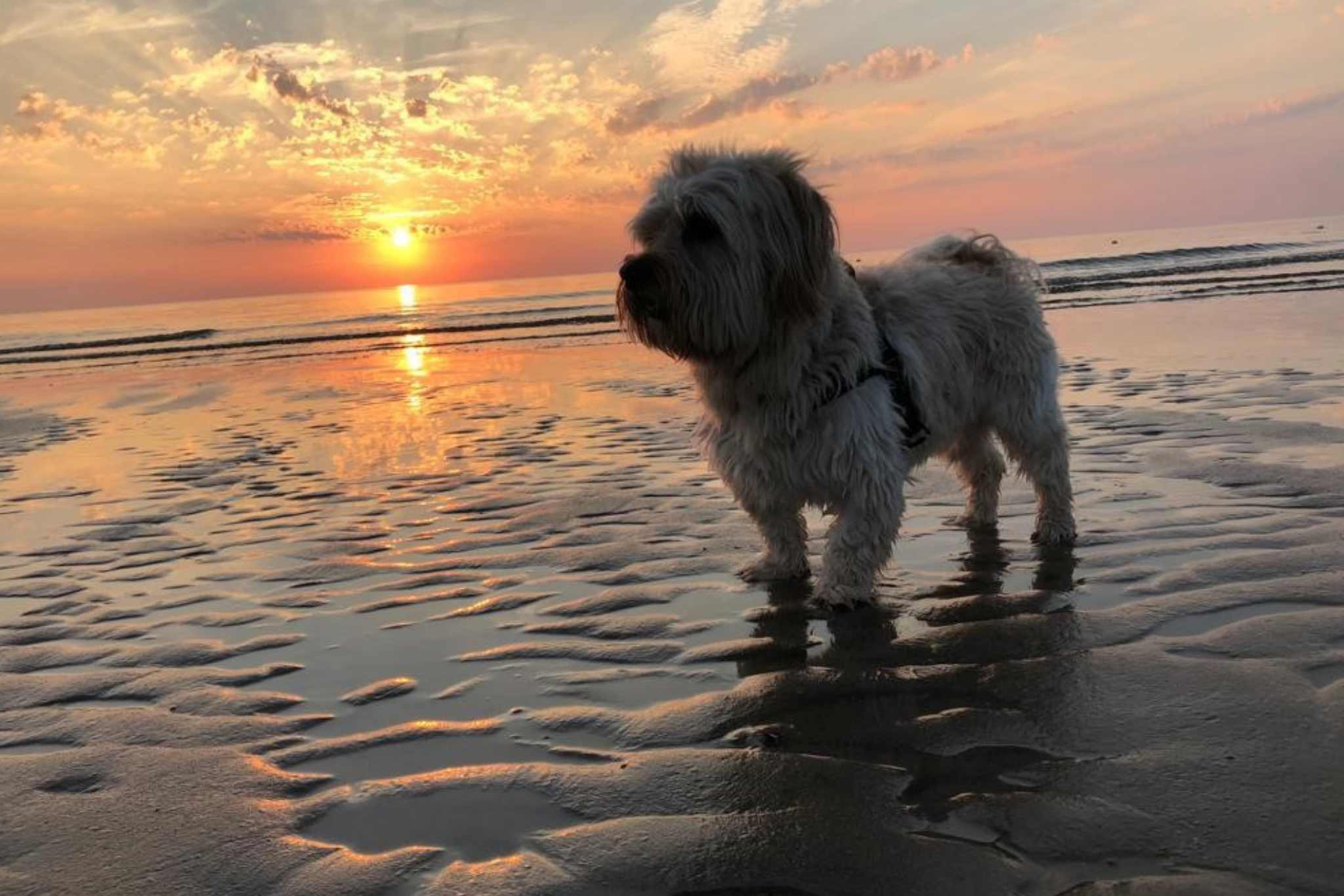 De Nollen Dog by Vakantiepark De Nollen