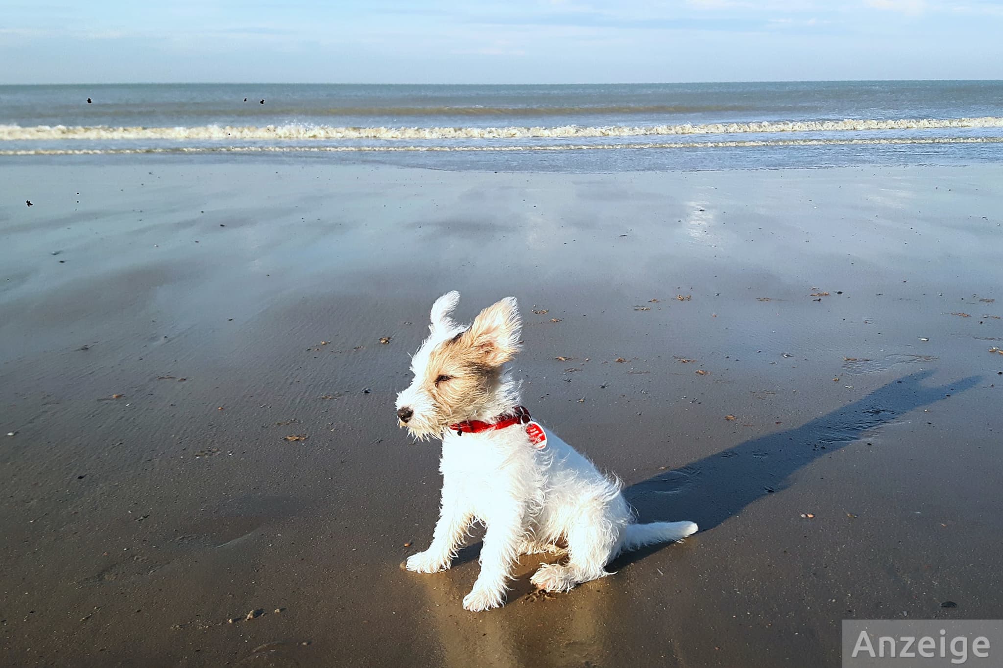 Wow! 13 top dog-friendly campsites in the Netherlands