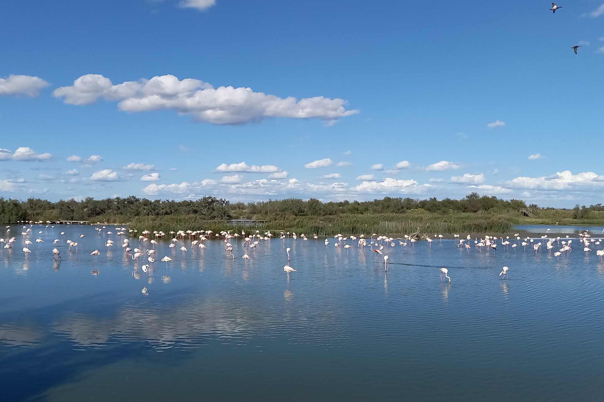 The Camargue: a natural paradise for camping enthusiasts in a vast, unspoiled landscape including Pitch tips