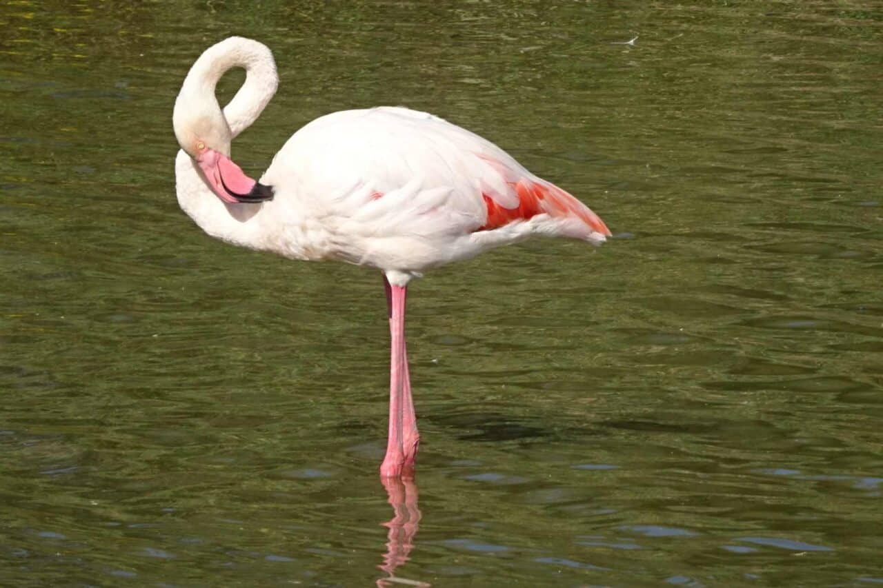 Camargue Camping - Flamingo Bird Park