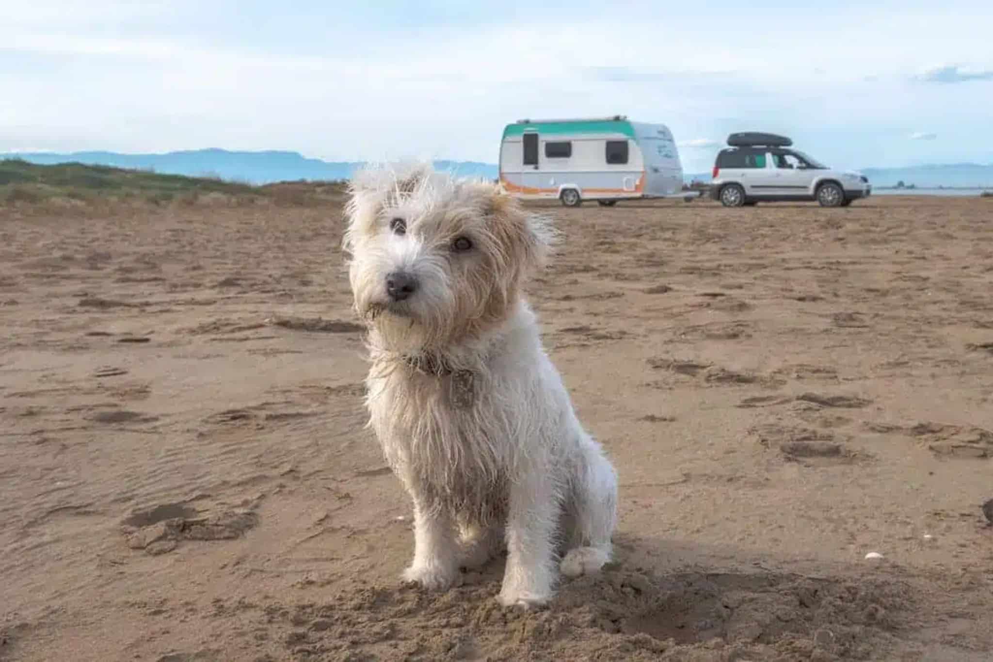 Camping with a dog: preparations and checklist