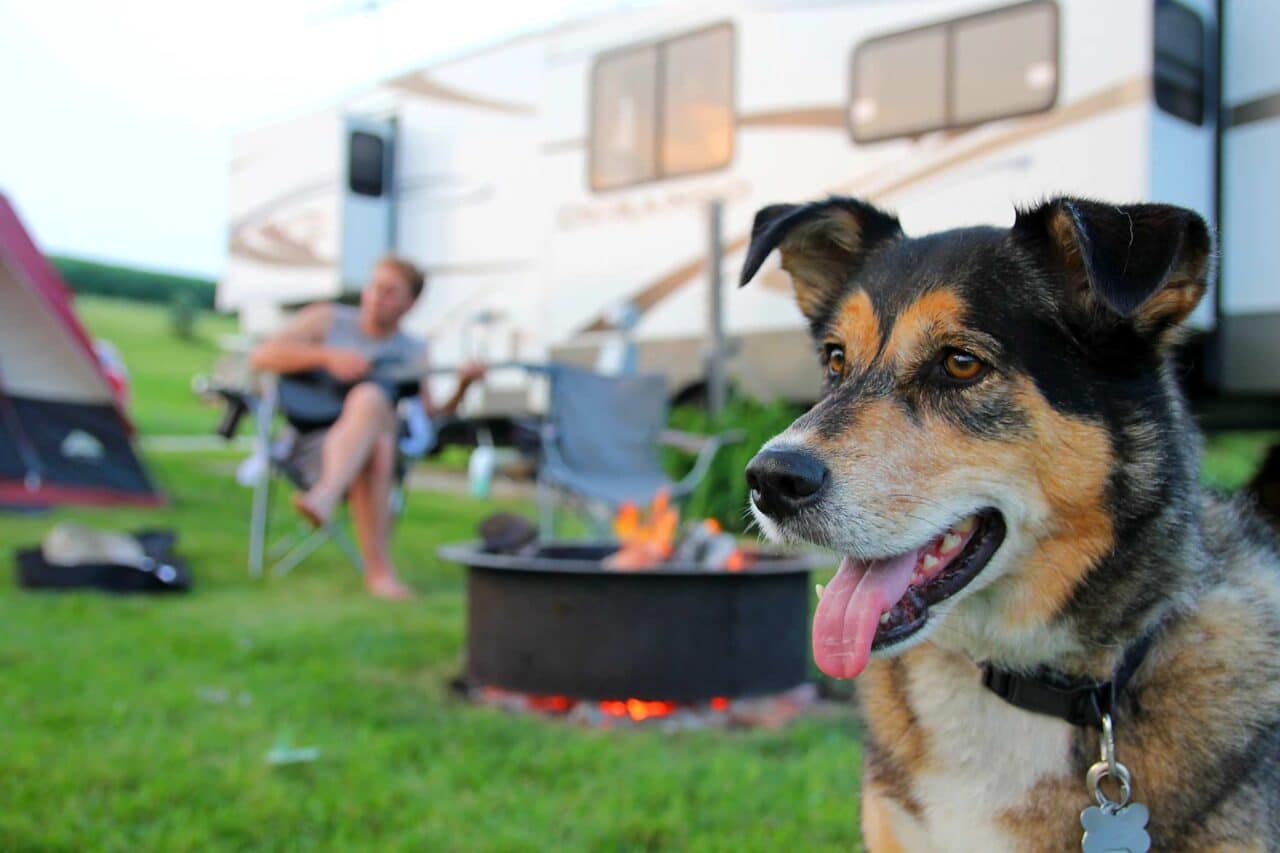 Camping Brittany with a dog