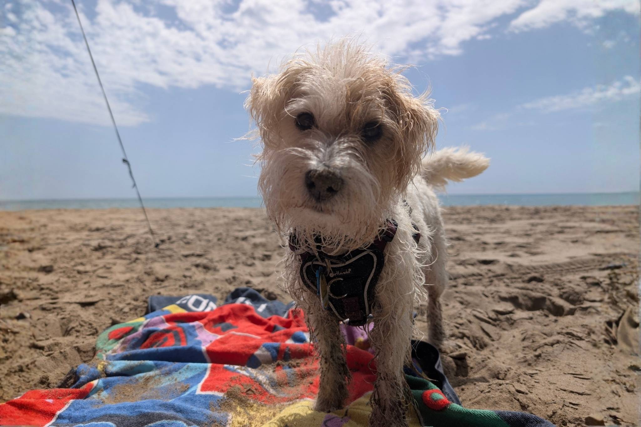 Wow! 13 top dog-friendly campsites in the Netherlands